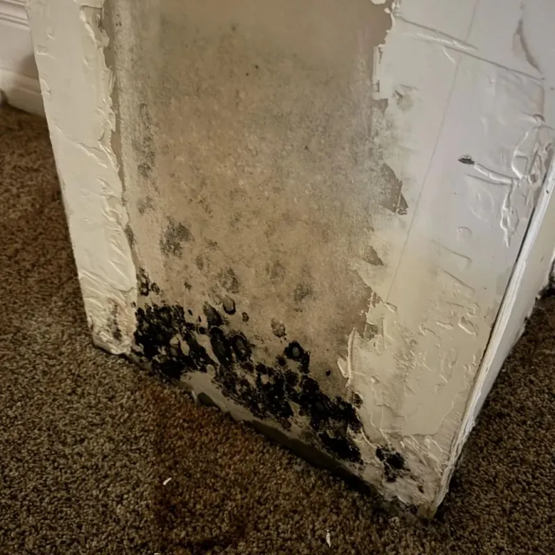 Professional Mold Removal in Wapakoneta, OH